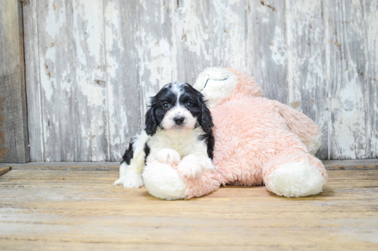 Happy Cavapoo Baby