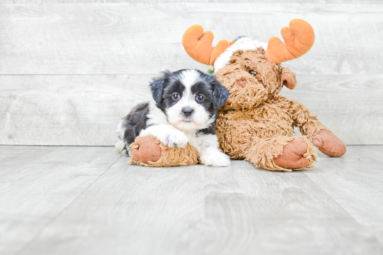 Happy Teddy Bear Baby