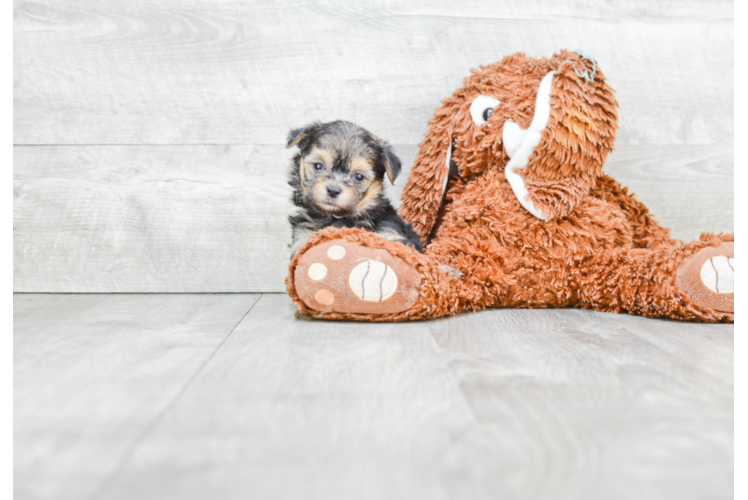 Morkie Pup Being Cute