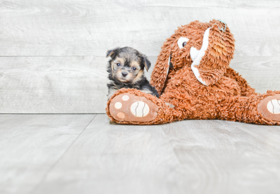 Morkie Pup Being Cute