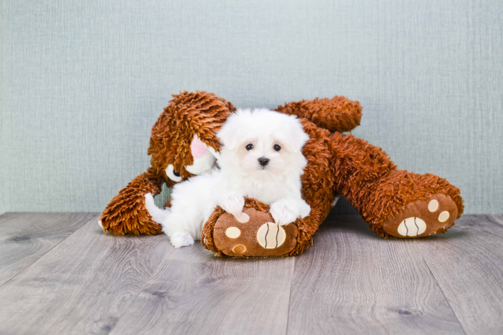 Funny Maltese Baby