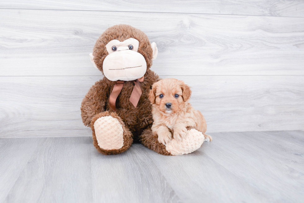 Cavapoo Puppy for Adoption