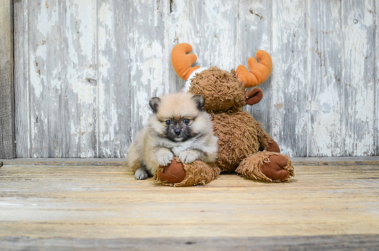 Adorable Pomeranian Purebred Puppy