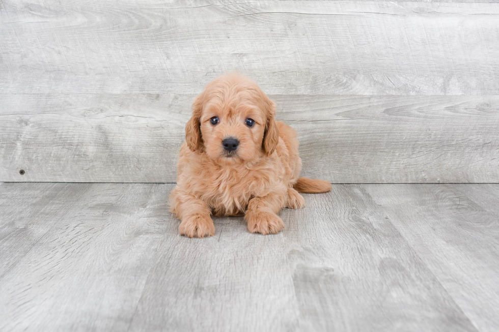 Energetic Golden Retriever Poodle Mix Puppy