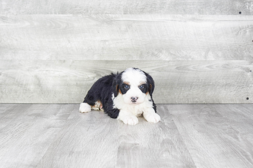 Best Mini Bernedoodle Baby