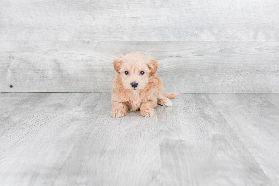 Maltipoo Puppy for Adoption