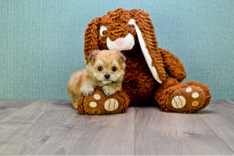 Morkie Pup Being Cute