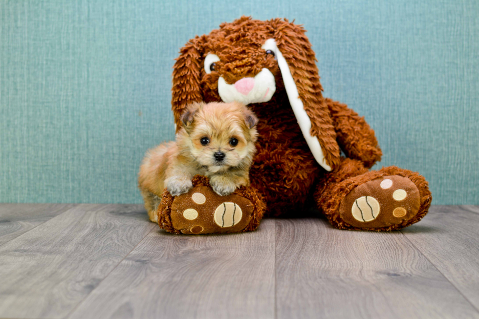 Morkie Pup Being Cute