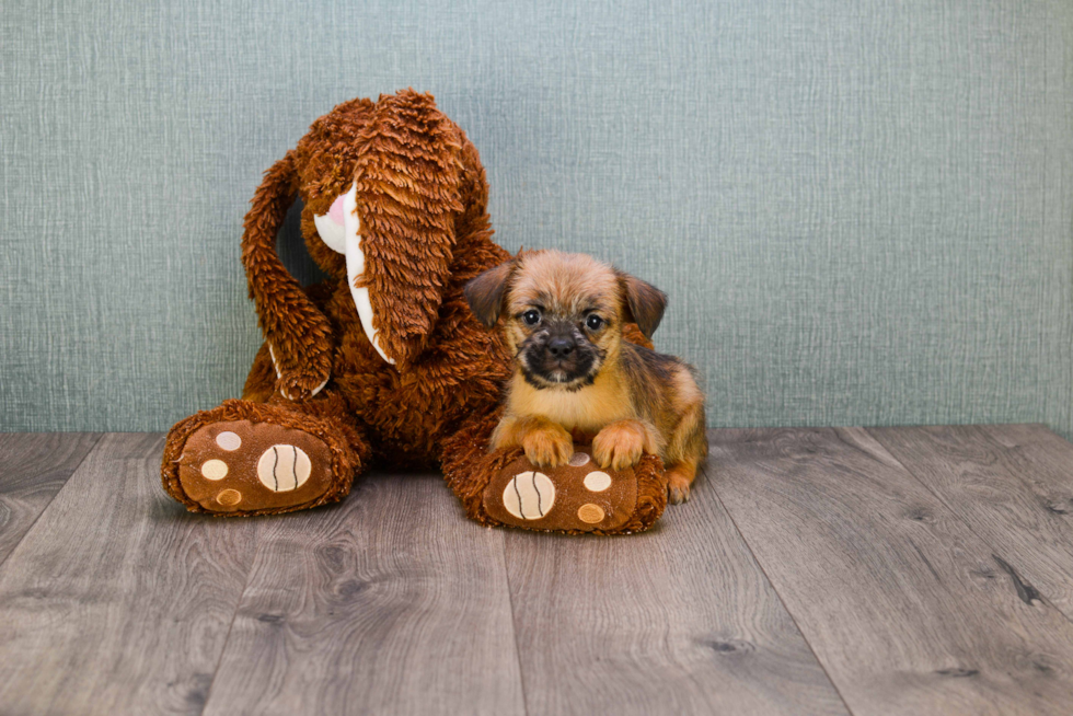 Brussels Griffon Pup Being Cute