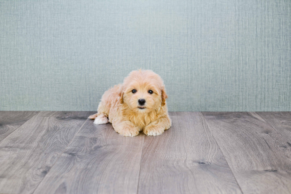 Happy Maltipoo Baby