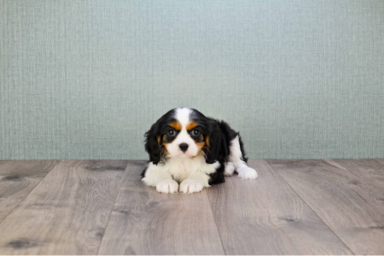 Small Cavalier King Charles Spaniel Baby