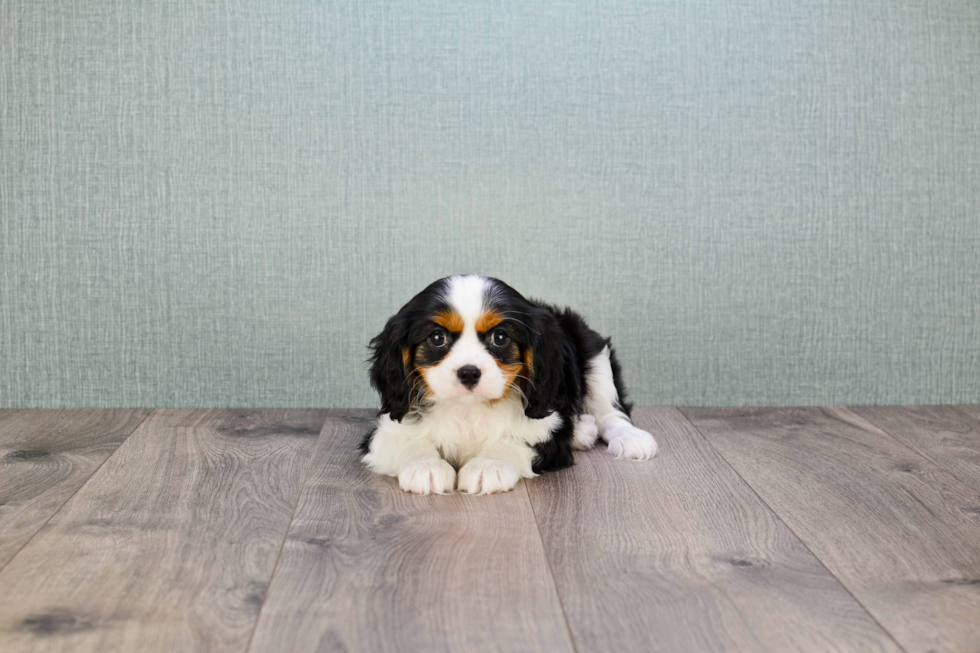 Small Cavalier King Charles Spaniel Baby