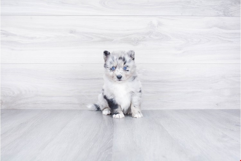 Best Pomsky Baby