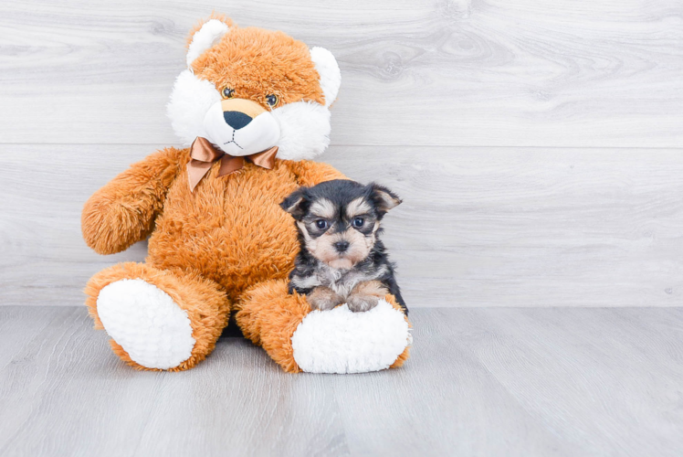 Morkie Pup Being Cute