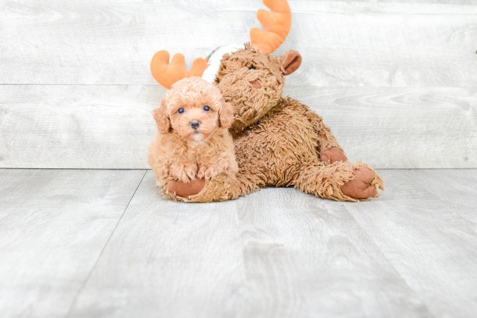 Sweet Pudle Purebred Puppy