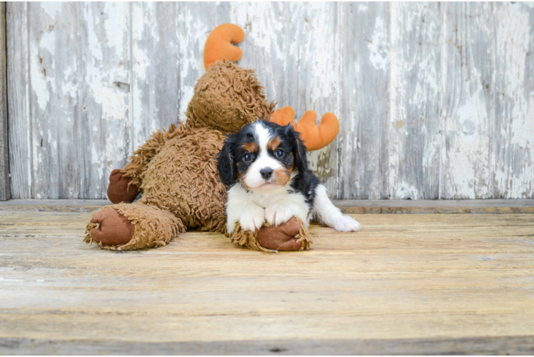 Akc Registered Cavalier King Charles Spaniel Baby