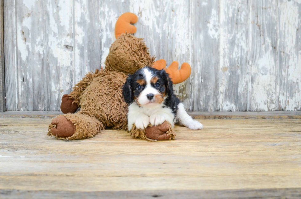 Akc Registered Cavalier King Charles Spaniel Baby