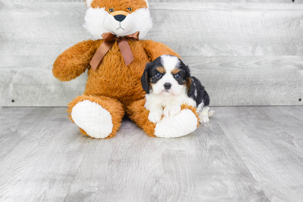 Cavalier King Charles Spaniel Pup Being Cute