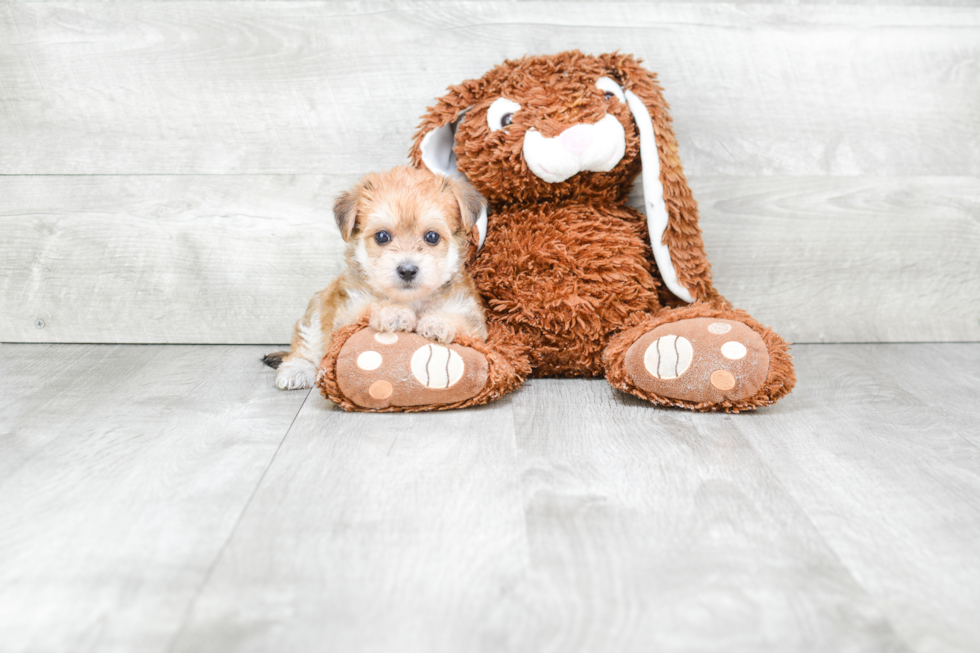 Playful Yorkie Designer Puppy