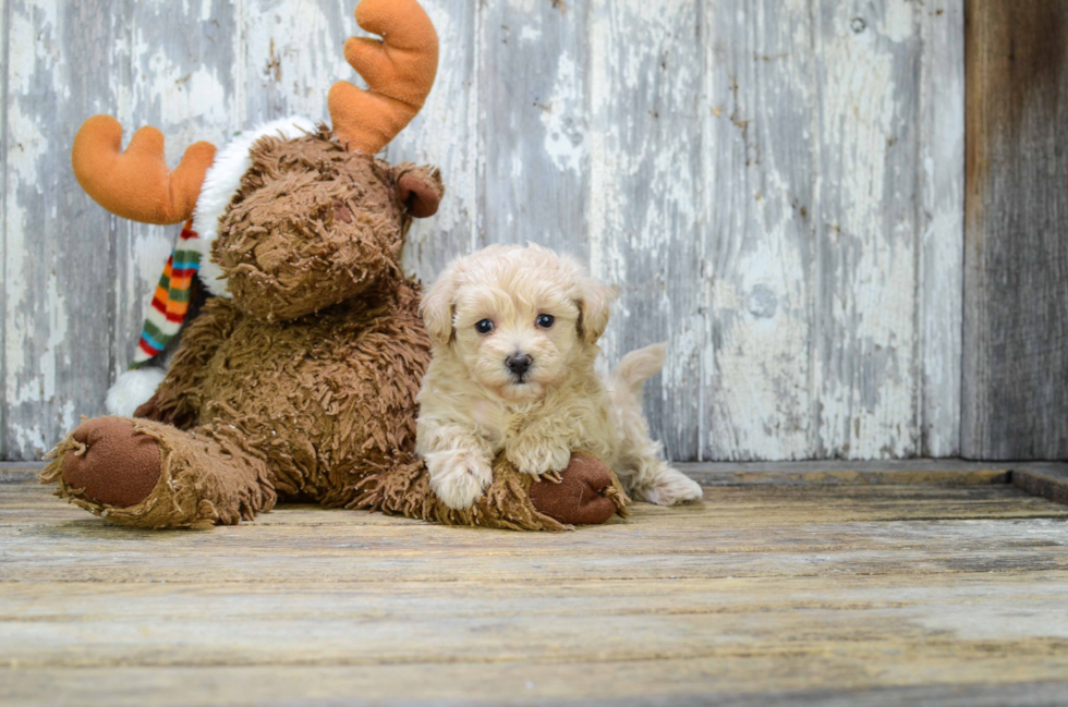 Best Maltipoo Baby