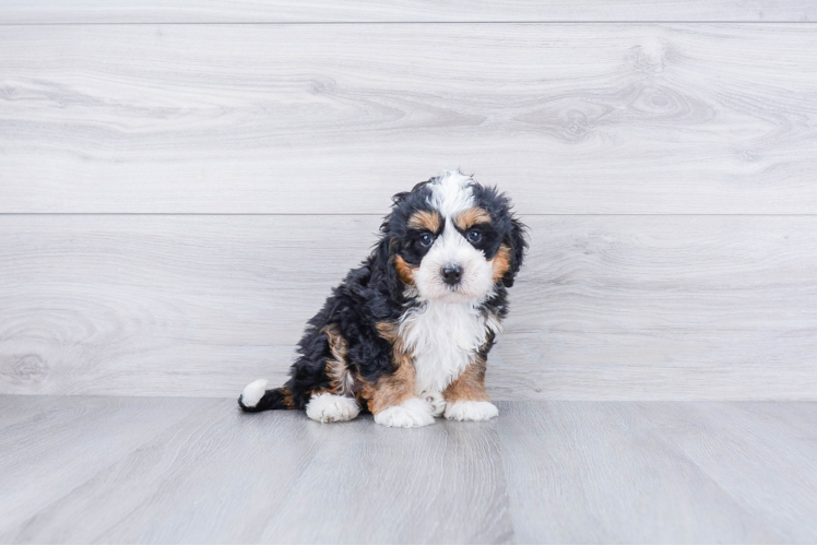 Cute Mini Bernedoodle Baby