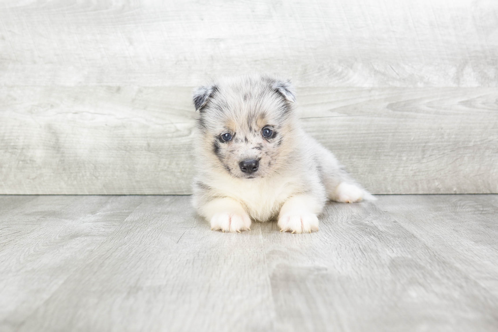 Best Pomsky Baby