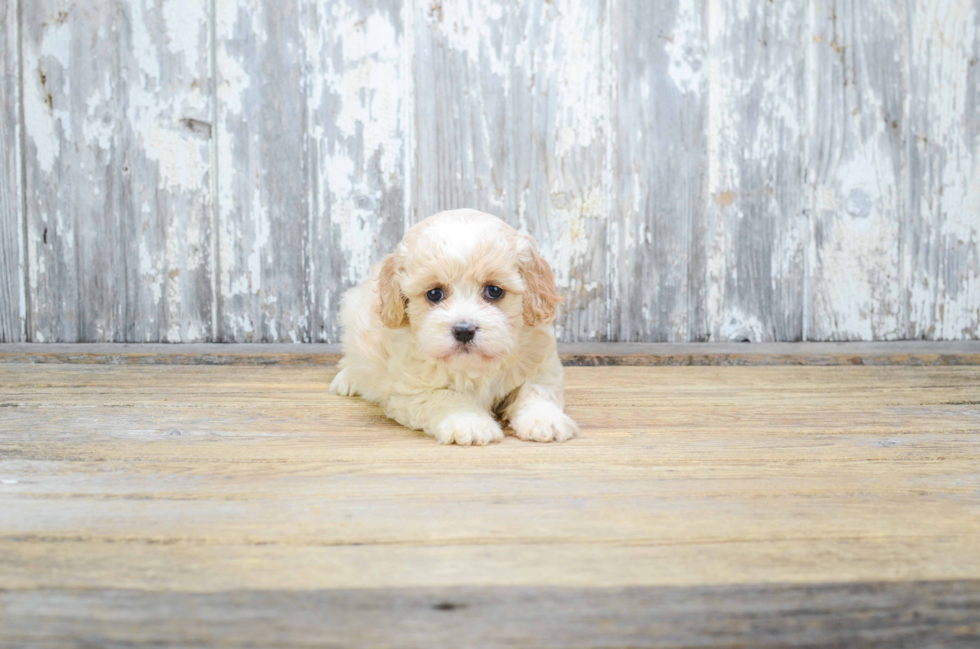 Friendly Cavachon Baby