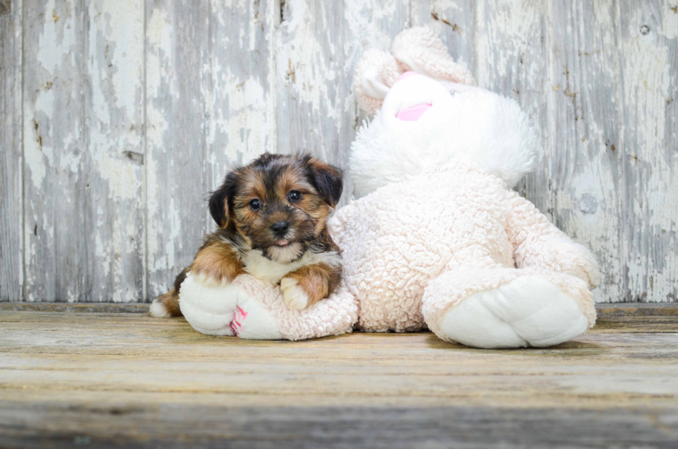 Energetic Shorkie Designer Puppy