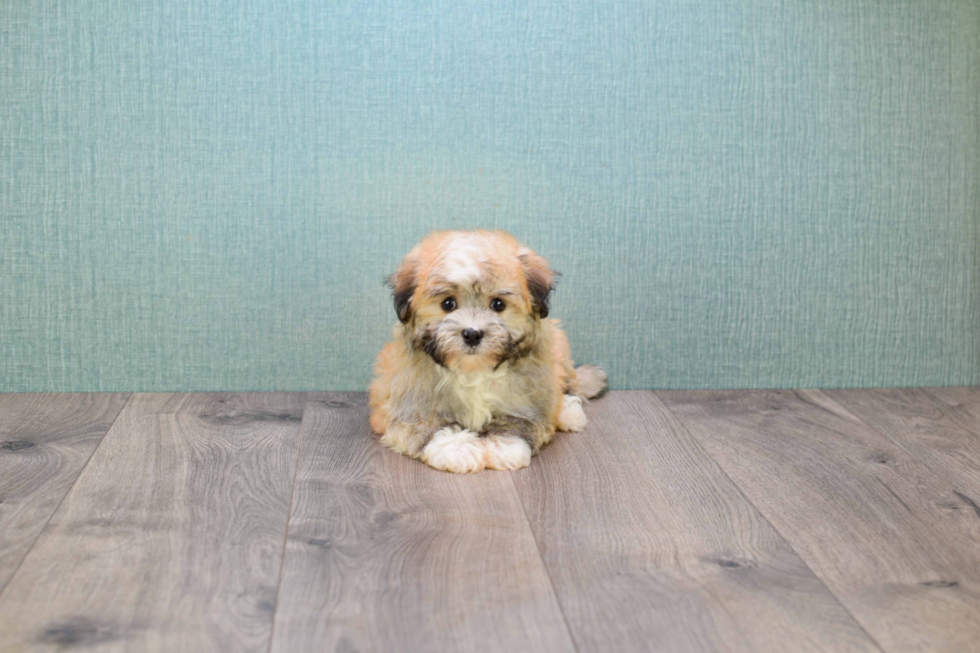 Smart Havanese Purebred Puppy