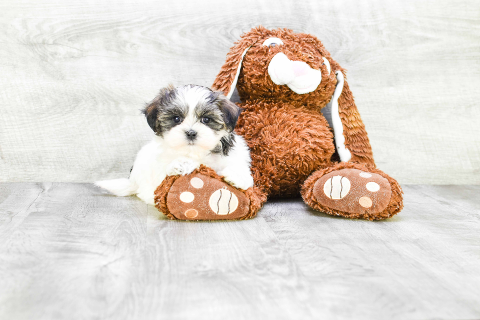 Hypoallergenic Shichon Designer Puppy