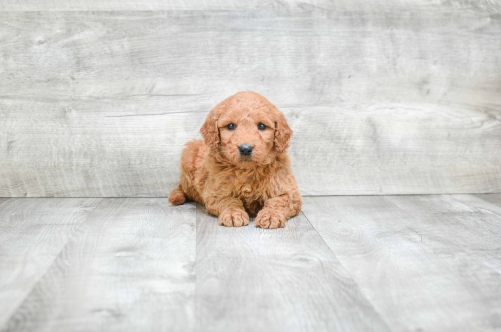 Best Mini Goldendoodle Baby