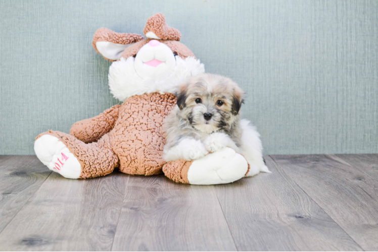 Best Havanese Baby