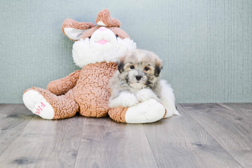 Best Havanese Baby