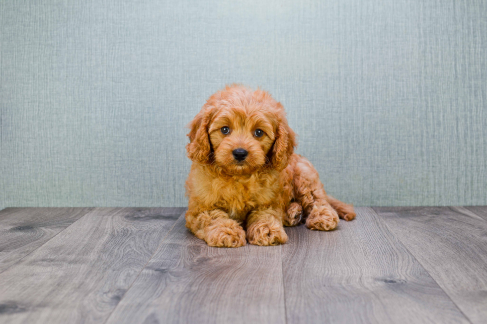 Energetic Cavoodle Poodle Mix Puppy