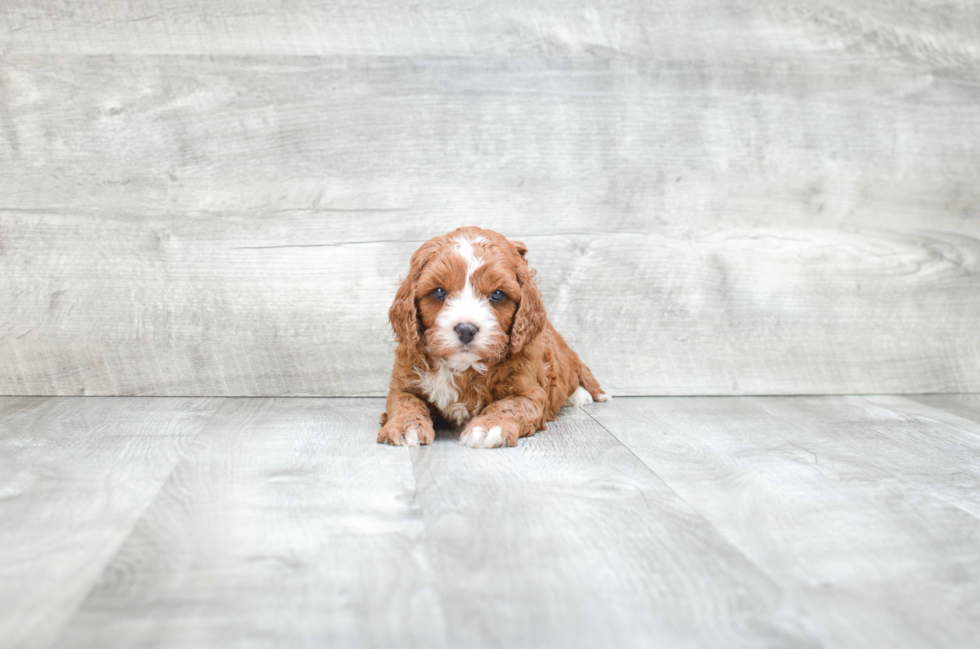 Funny Cavapoo Poodle Mix Pup