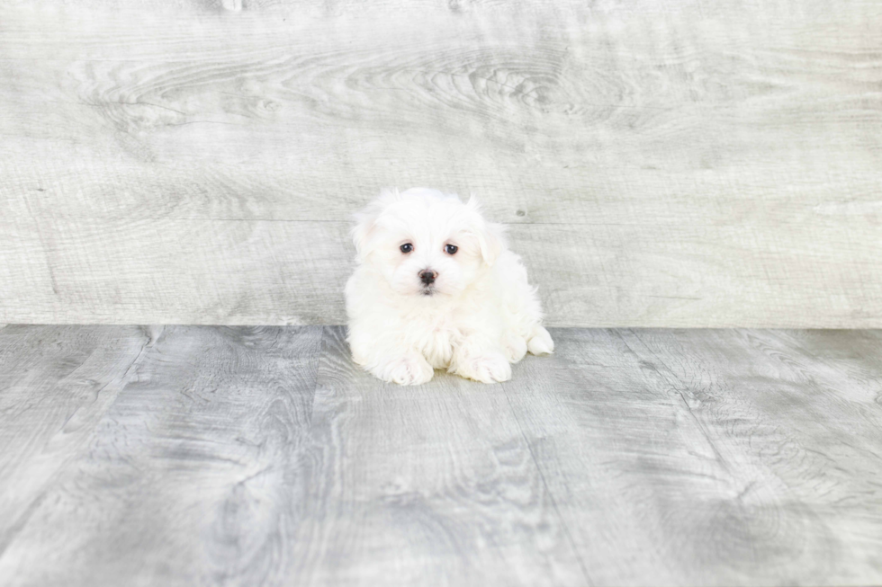 Sweet Maltese Purebred Puppy