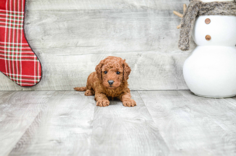 Adorable Golden Retriever Poodle Mix Puppy