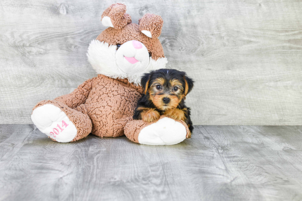 Meet Lisa - our Yorkshire Terrier Puppy Photo 