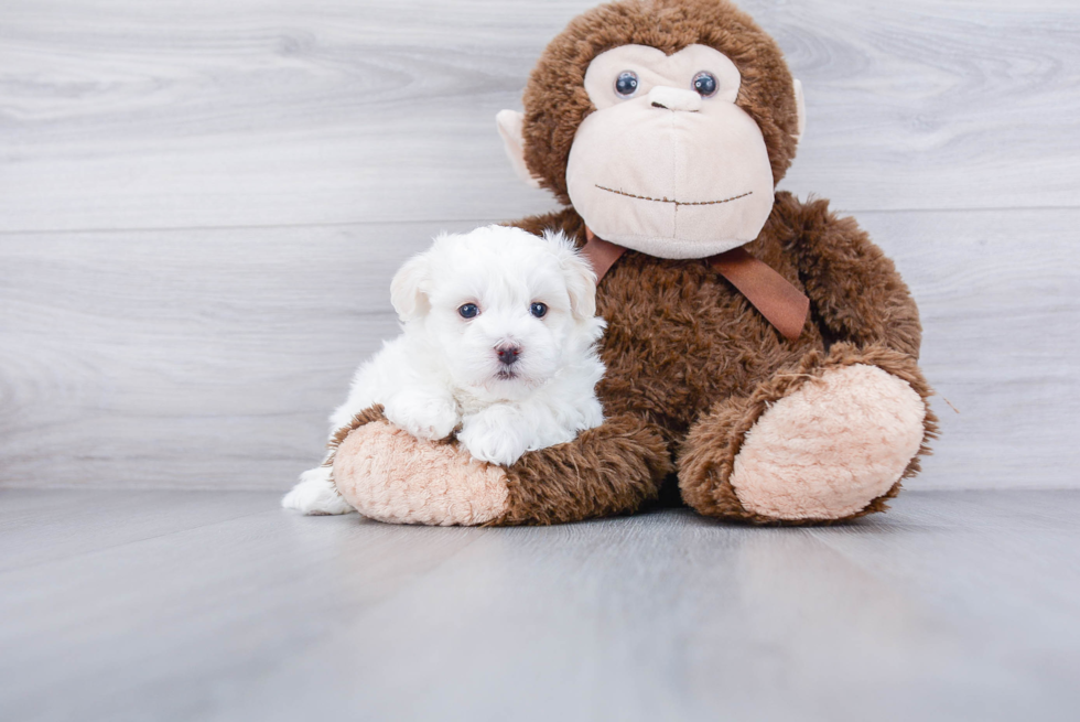 Petite Maltipoo Poodle Mix Pup