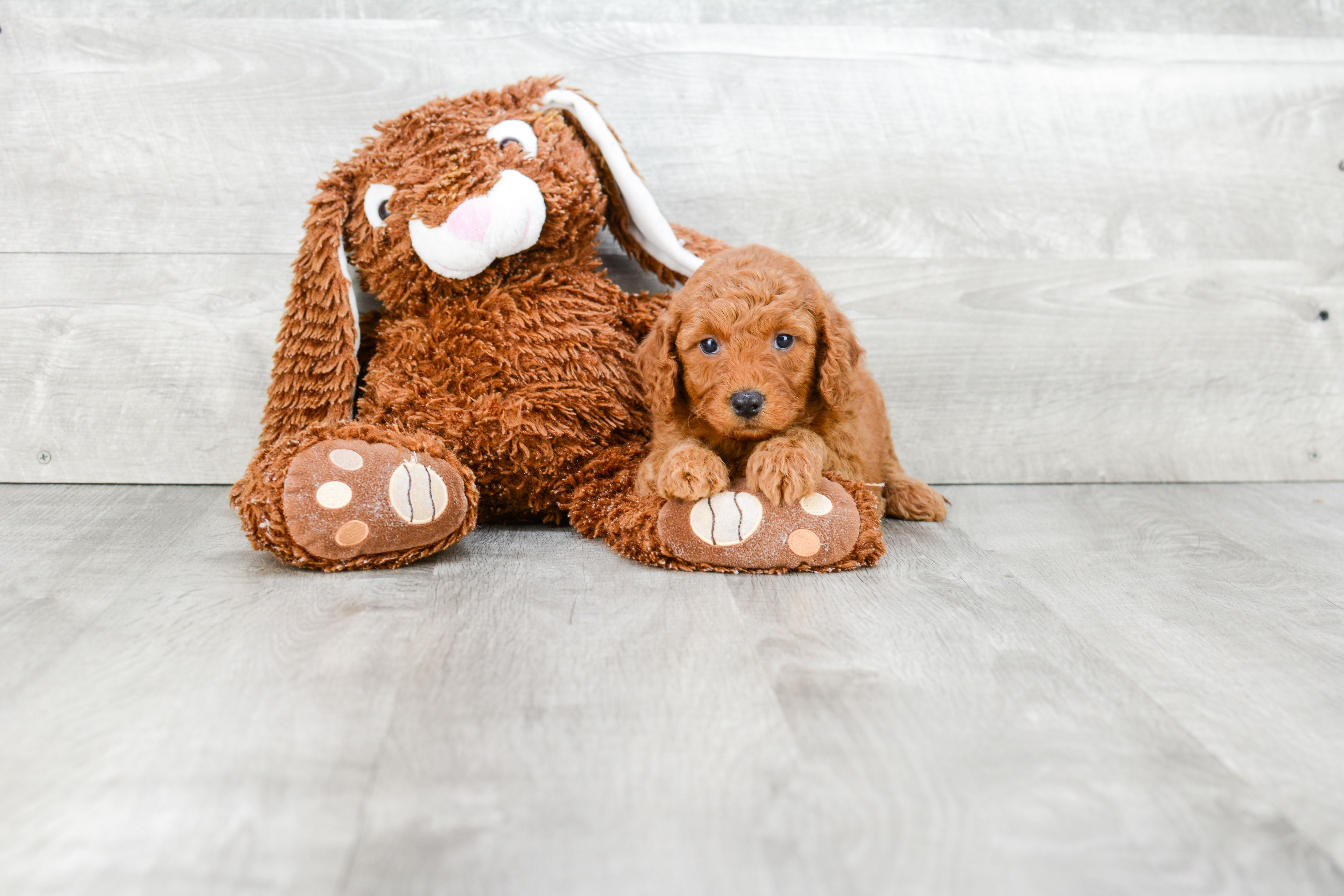 Mini Goldendoodle Puppy for Adoption