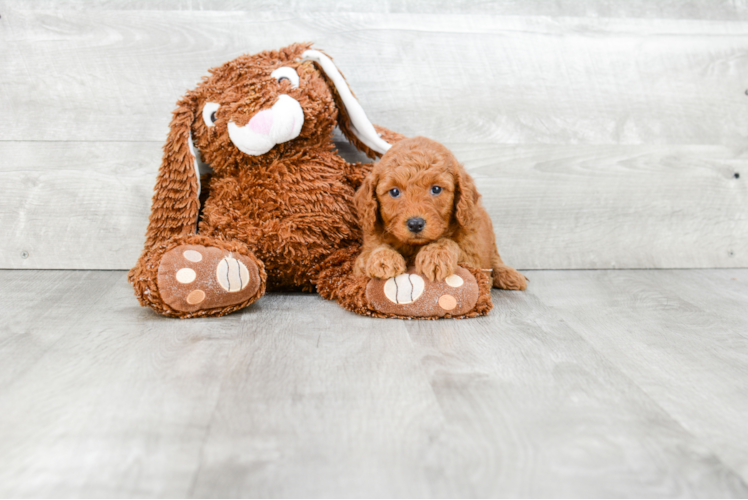 Mini Goldendoodle Puppy for Adoption