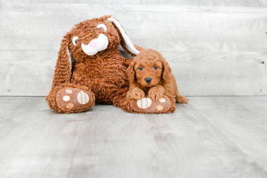 Mini Goldendoodle Puppy for Adoption