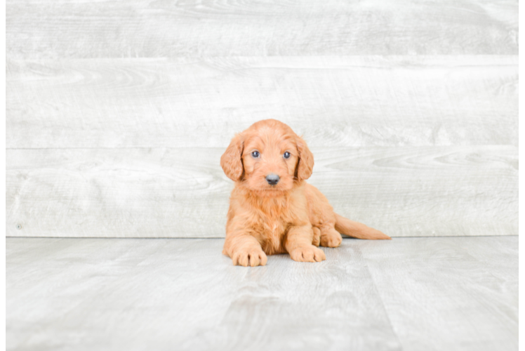 Playful Golden Retriever Poodle Mix Puppy