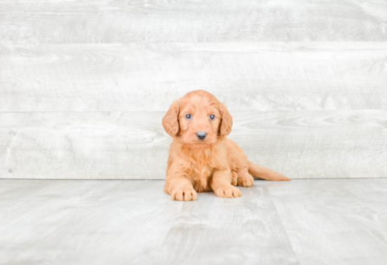 Playful Golden Retriever Poodle Mix Puppy