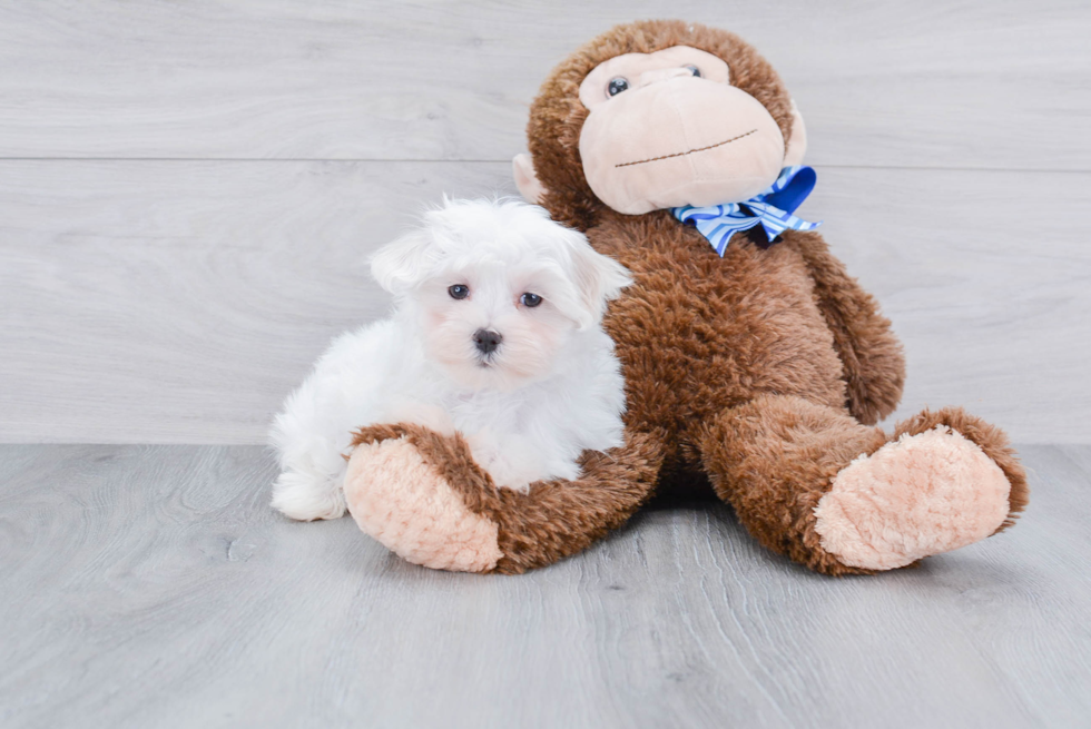 Popular Maltese Purebred Pup