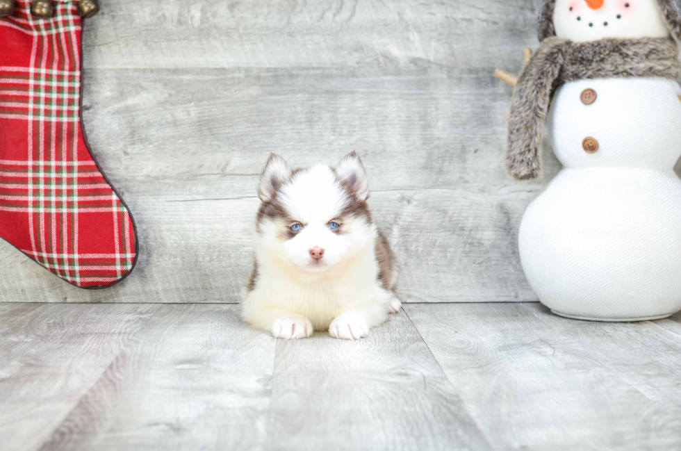 Pomsky Pup Being Cute