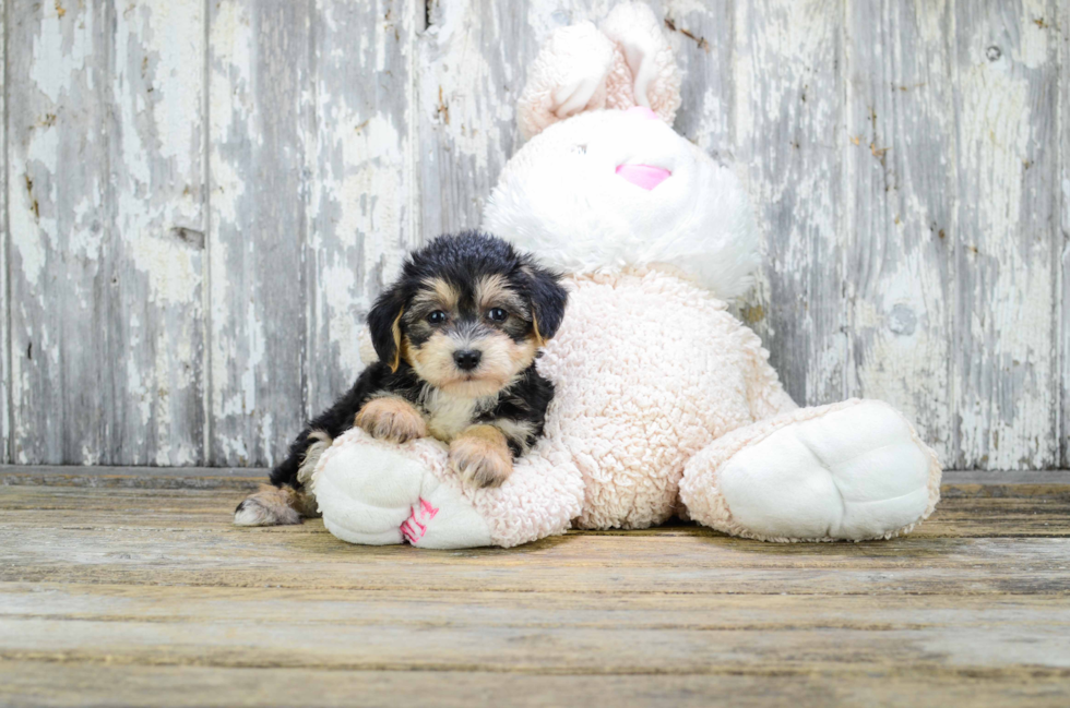 Popular Morkie Designer Pup