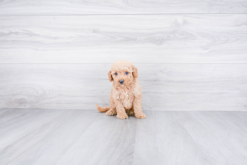 Petite Mini Goldendoodle Poodle Mix Pup