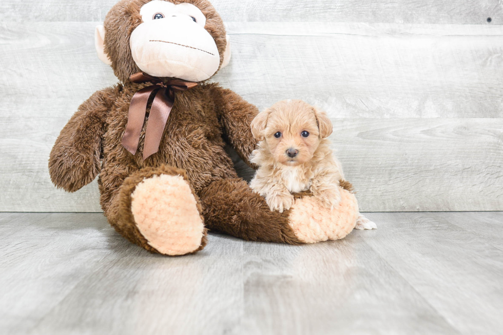 Happy Maltipoo Baby