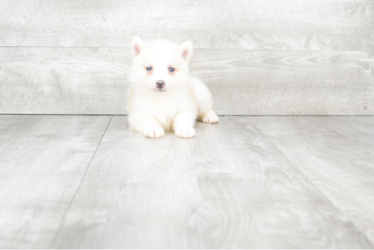 Pomsky Pup Being Cute